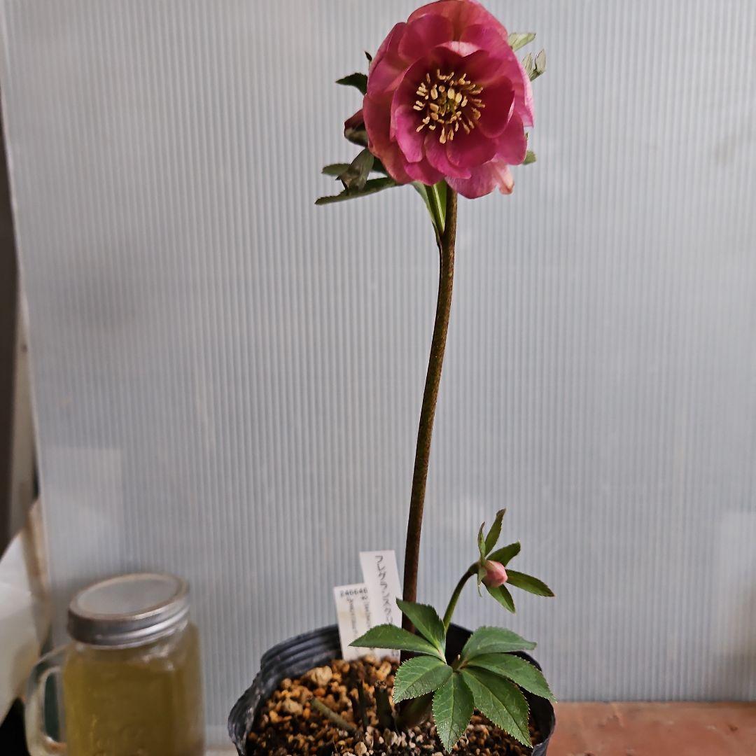 ごまたまご様ご購入苗㉖-205㉖-92クリスマスローズ