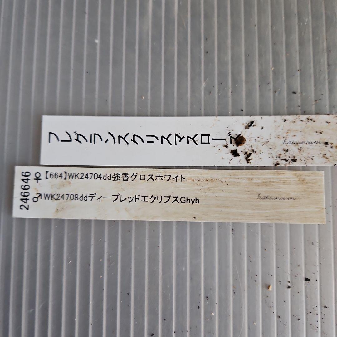 ごまたまご様ご購入苗㉖-205㉖-92クリスマスローズ