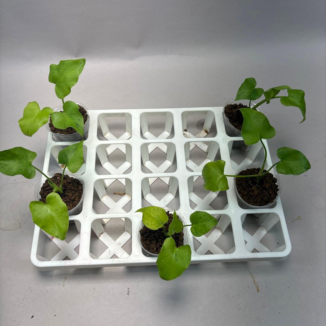 に*y様 5株セットlsw731フィロデンドロン・セローム・斑入り　希少品種　観