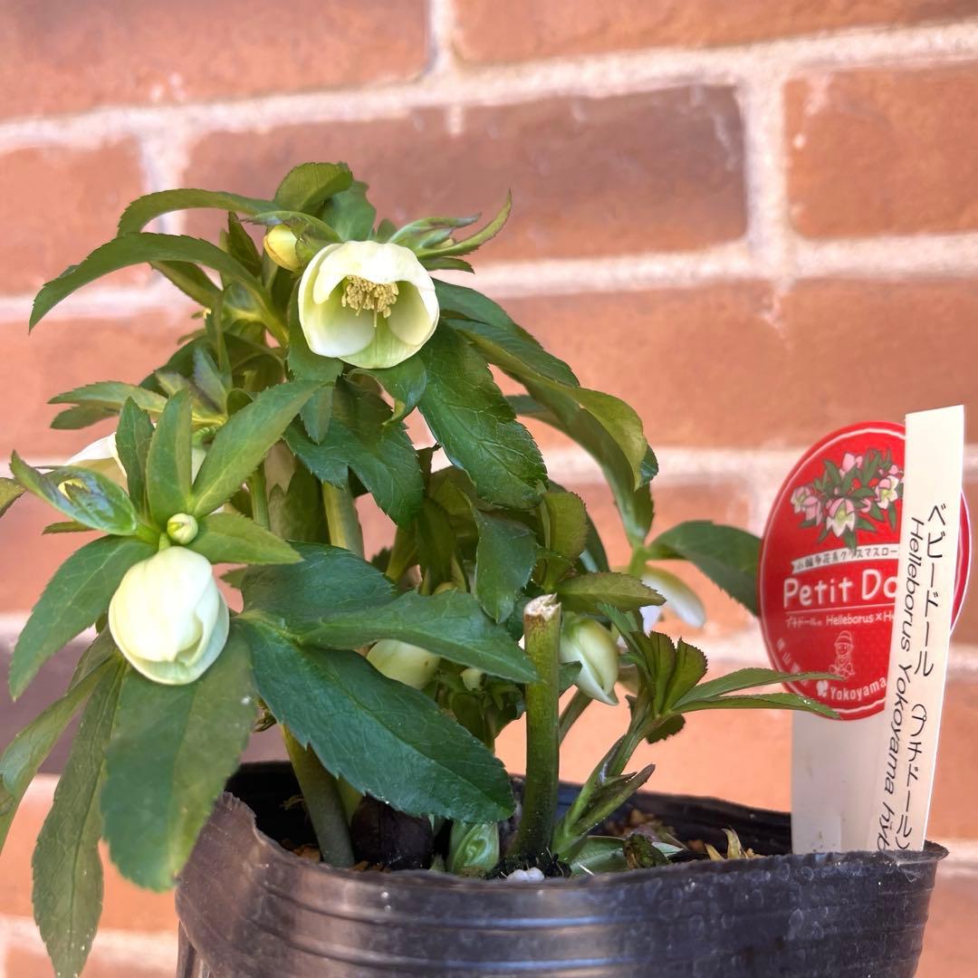 クリスマスローズ　横山園芸　ベビードール