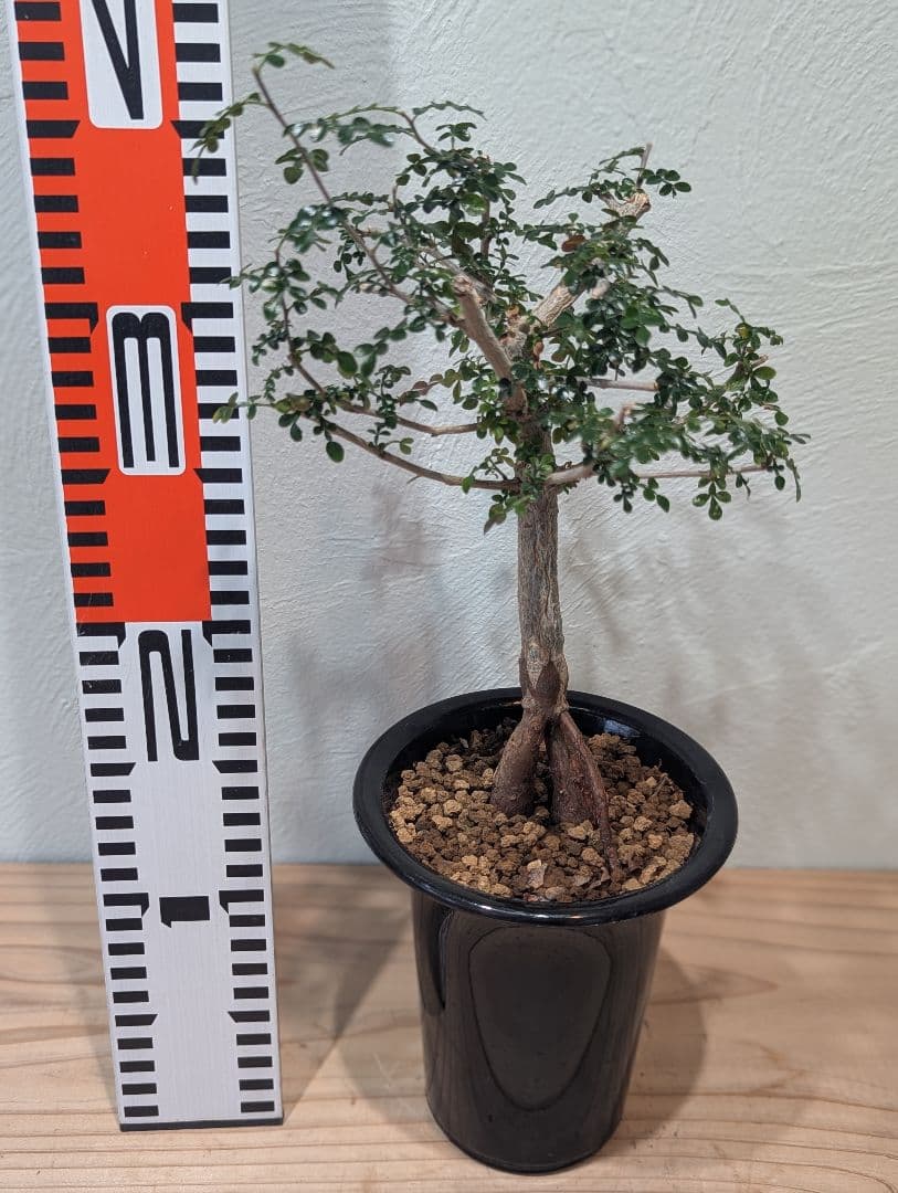 オペルクリカリア デカリー Operculicarya decaryi