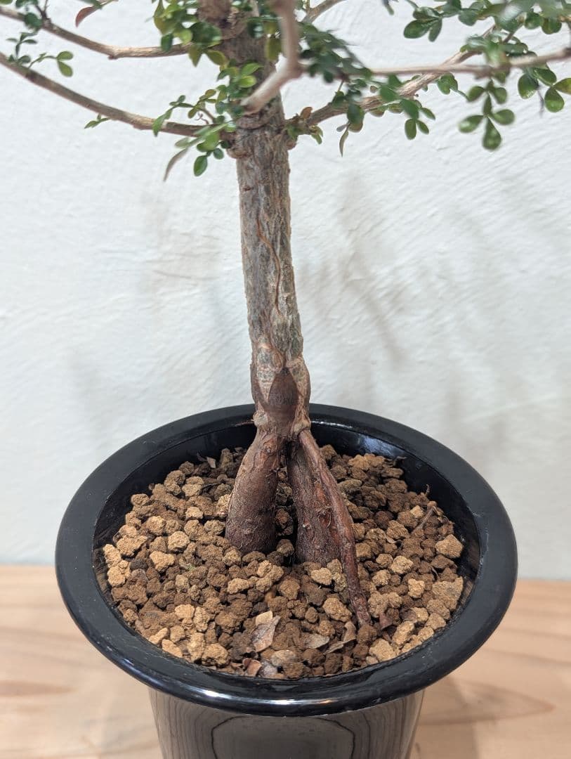 オペルクリカリア デカリー Operculicarya decaryi