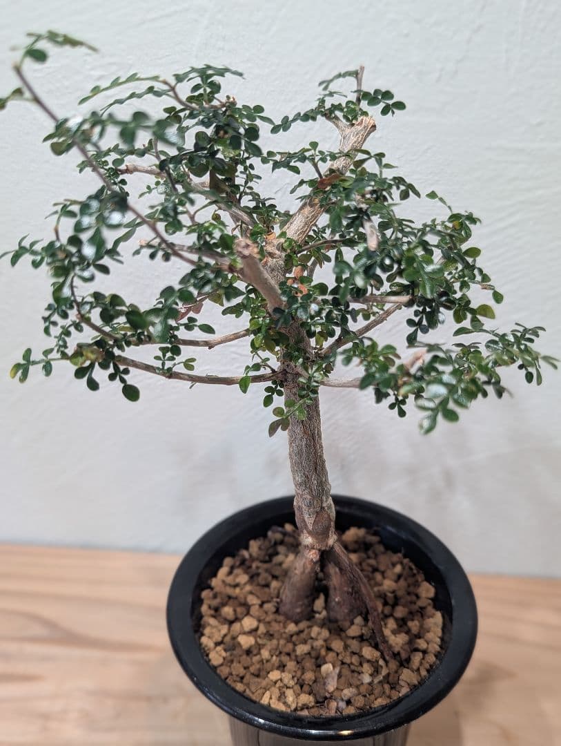 オペルクリカリア デカリー Operculicarya decaryi