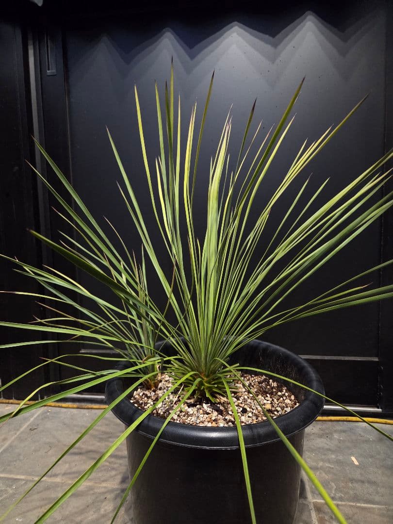 専用出品 ユッカ リネアリフォリア