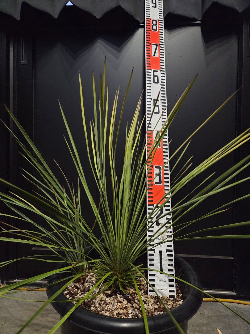 専用出品 ユッカ リネアリフォリア