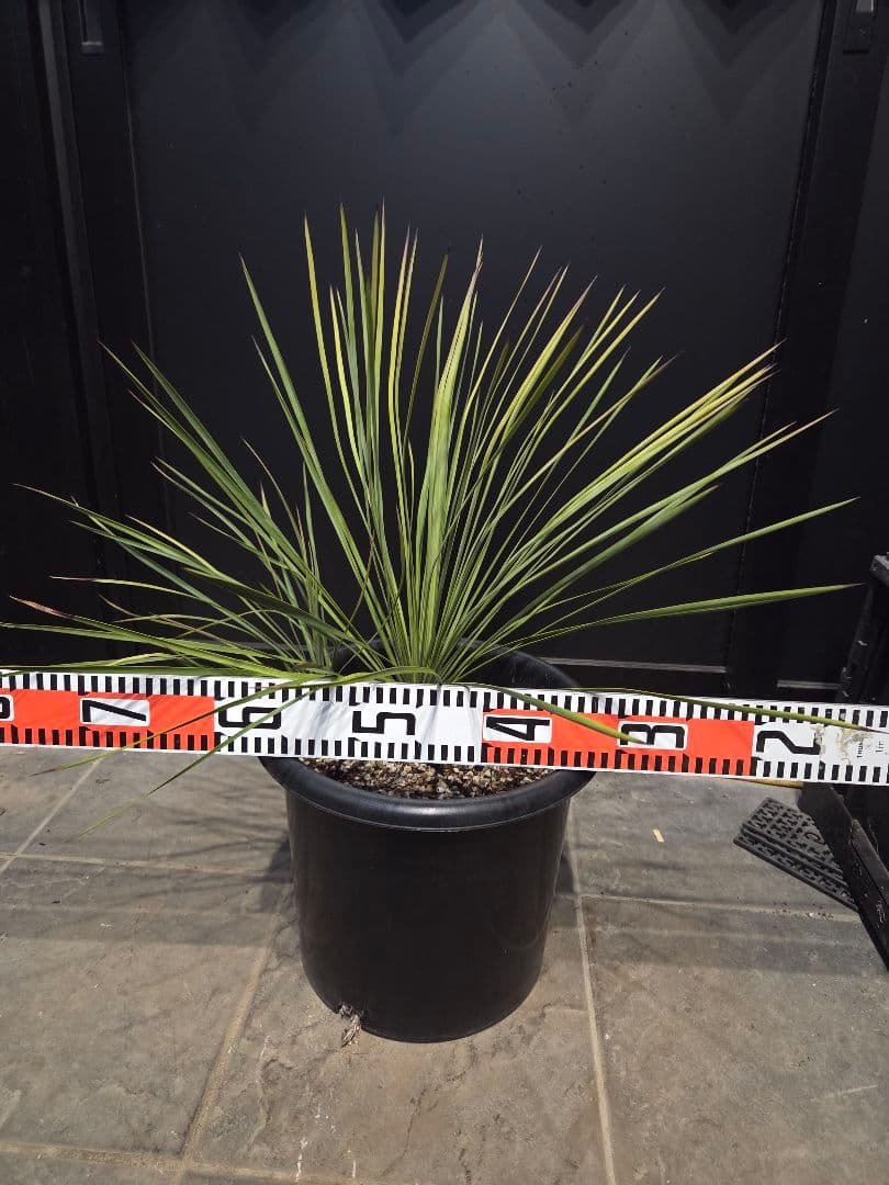 専用出品 ユッカ リネアリフォリア