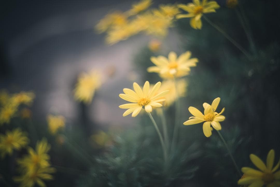 虹の出る癖玉！Leica Blue coated Summar 50mm F2