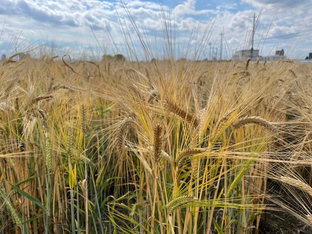 令和7年産！10kg 新麦　キラリモチ　もち麦　国産　雑穀　玄米　日本産　米代用