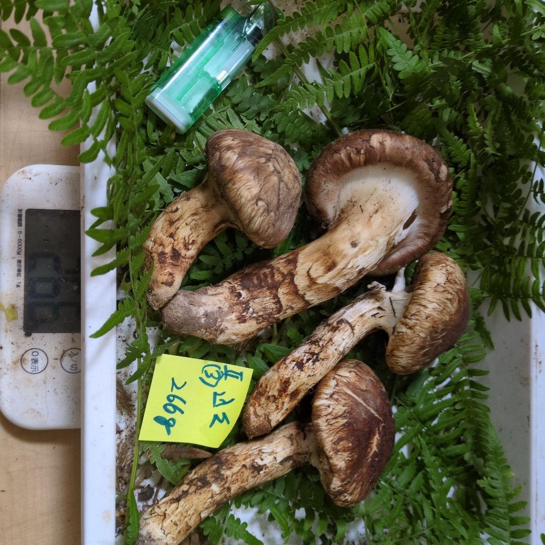 和歌山松茸　新鮮朝市　込み込み　266㌘