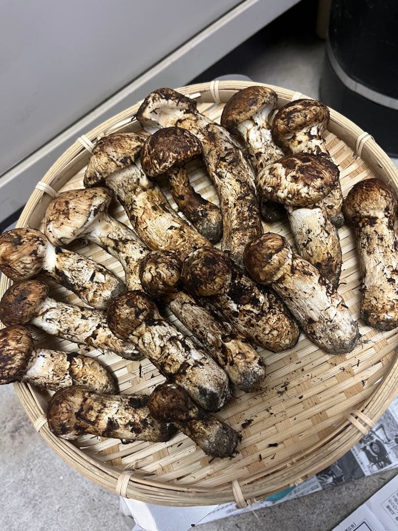 岩手県産松茸　最終値下げ