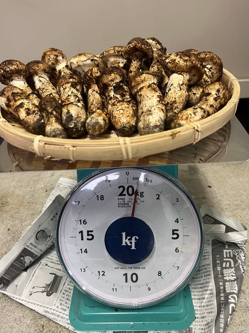 岩手県産松茸　最終値下げ