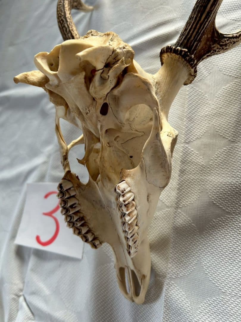 ③[1点もの] ハンティングトロフィー　鹿の角　頭蓋骨　日本鹿　スカル
