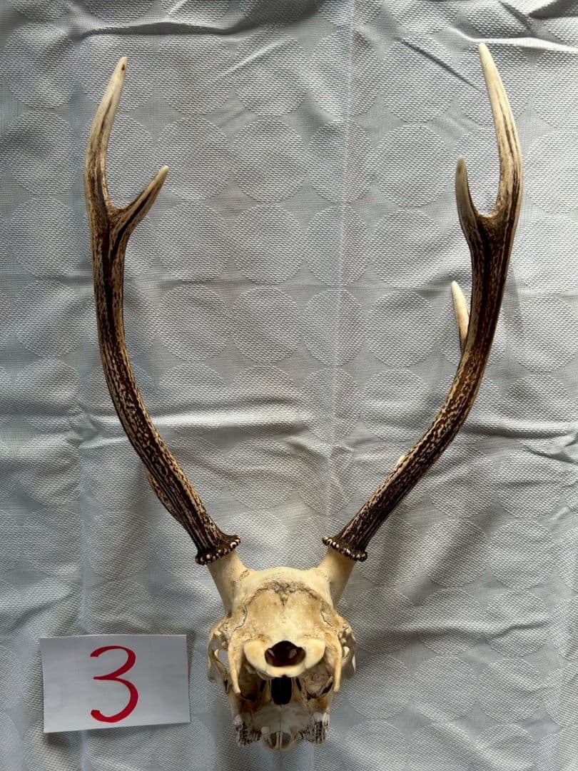 ③[1点もの] ハンティングトロフィー　鹿の角　頭蓋骨　日本鹿　スカル