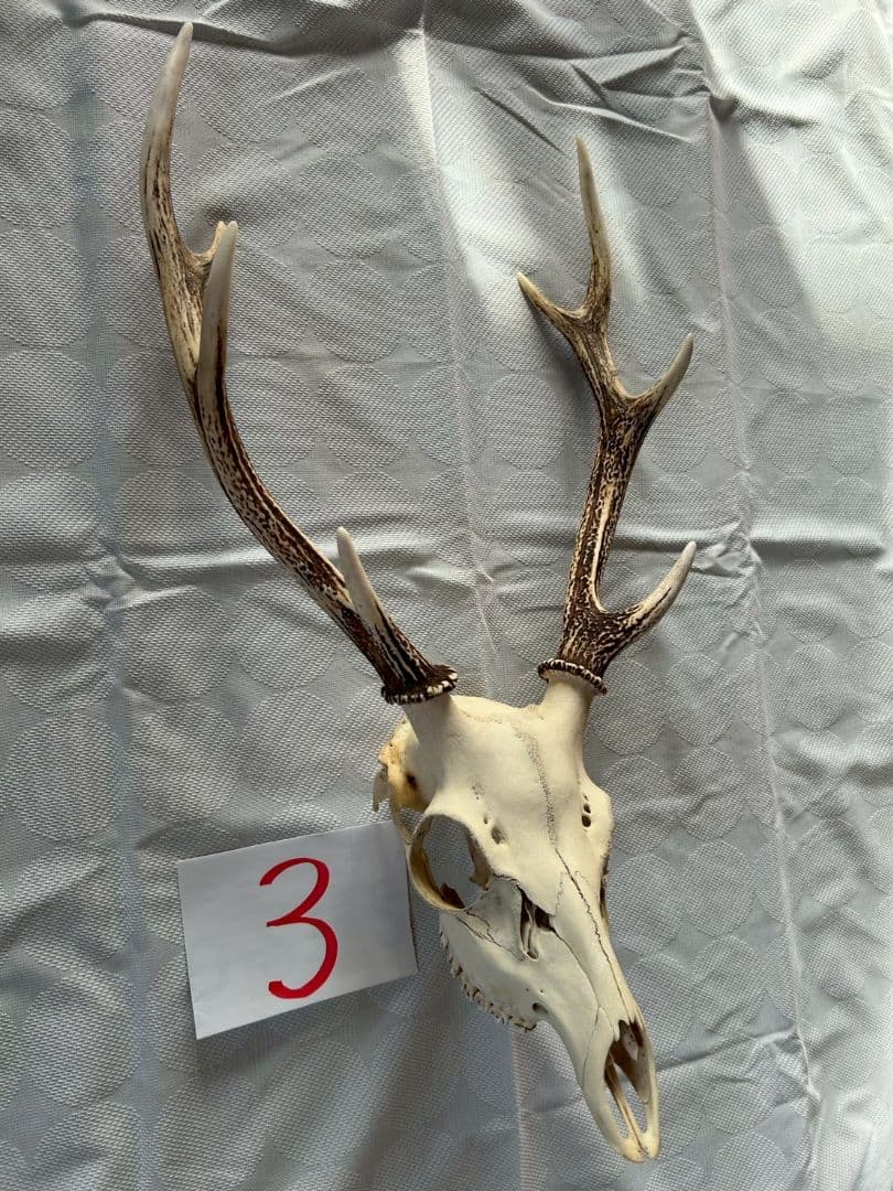 ③[1点もの] ハンティングトロフィー　鹿の角　頭蓋骨　日本鹿　スカル