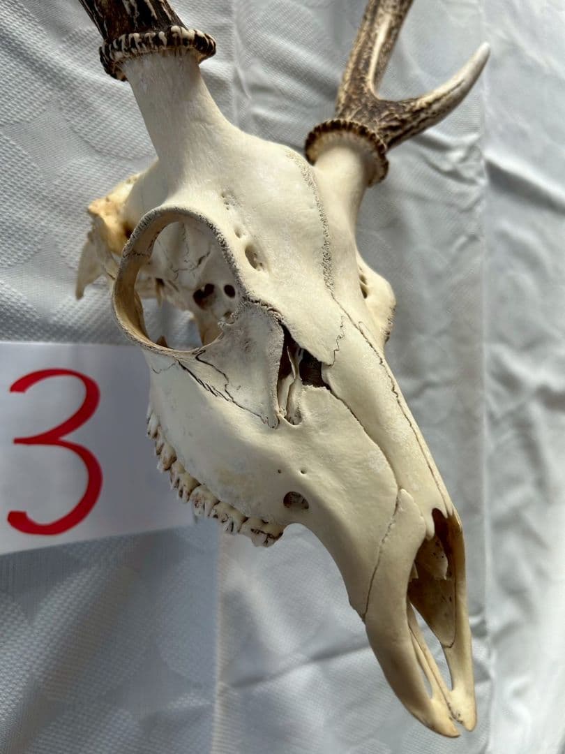 ③[1点もの] ハンティングトロフィー　鹿の角　頭蓋骨　日本鹿　スカル