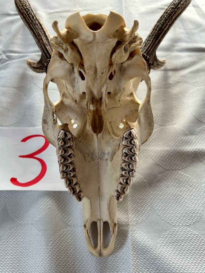 ③[1点もの] ハンティングトロフィー　鹿の角　頭蓋骨　日本鹿　スカル