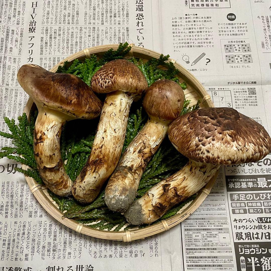 天然きのこ 松茸 国産 良品‼️ マツタケ まつたけ 森の凛さん採取 その147