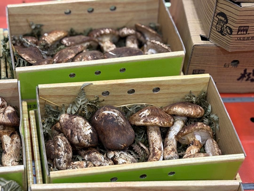 【シーズン終盤】国産天然松茸約400g