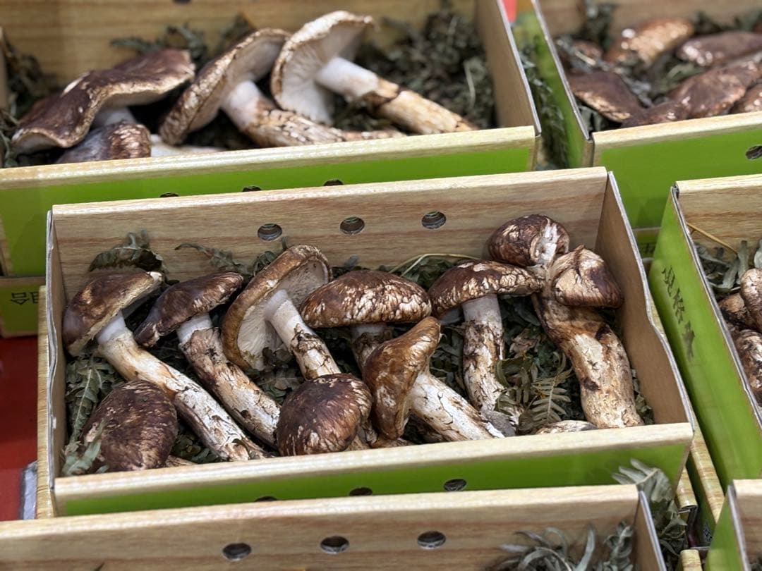 【シーズン終盤】国産天然松茸約400g