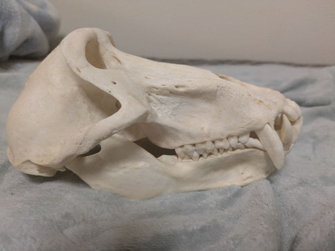 スナ刈 チャクマヒヒ 頭骨 剥製 骨格標本