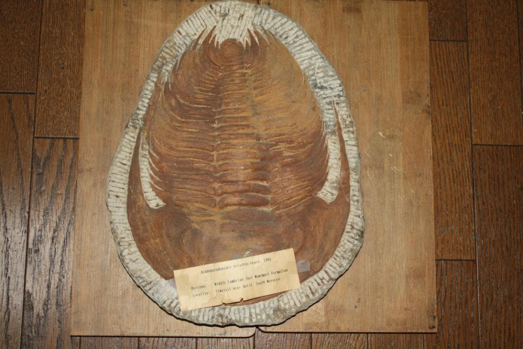 モロッコ産出　大型三葉虫　化石　アカドラドキシデス．ブリアレウス　現状