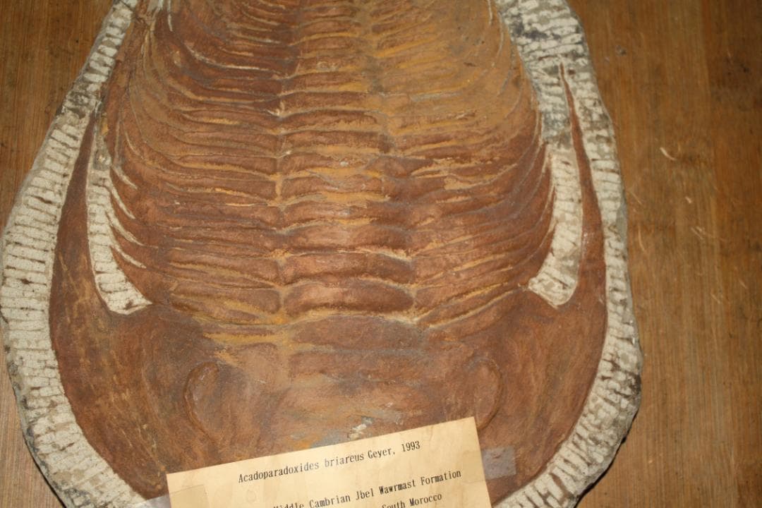 モロッコ産出　大型三葉虫　化石　アカドラドキシデス．ブリアレウス　現状