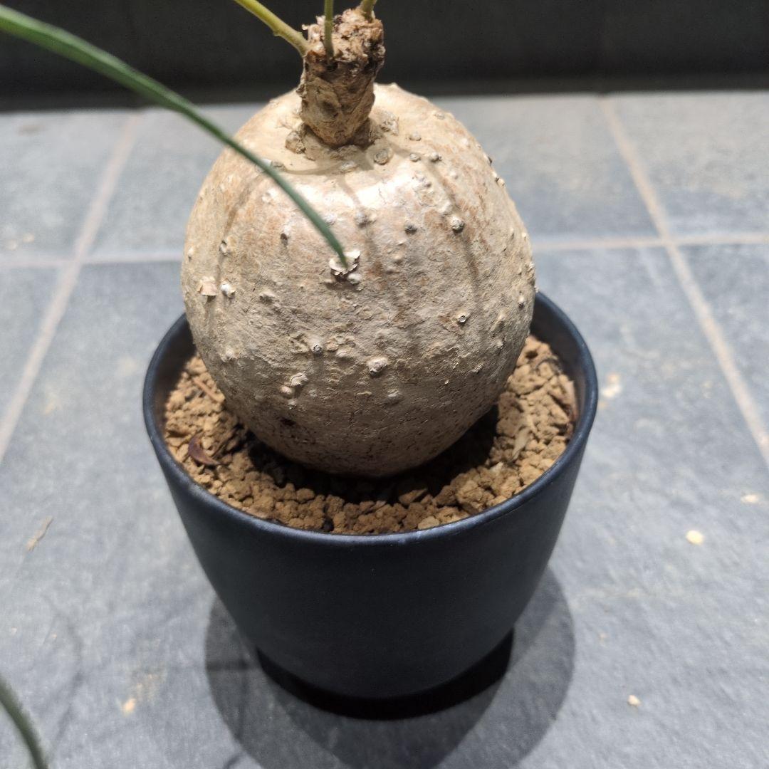 保*)様 イポメア ボルシアーナ 　​コーデックス 　塊根植物　珍奇植物　ビザー