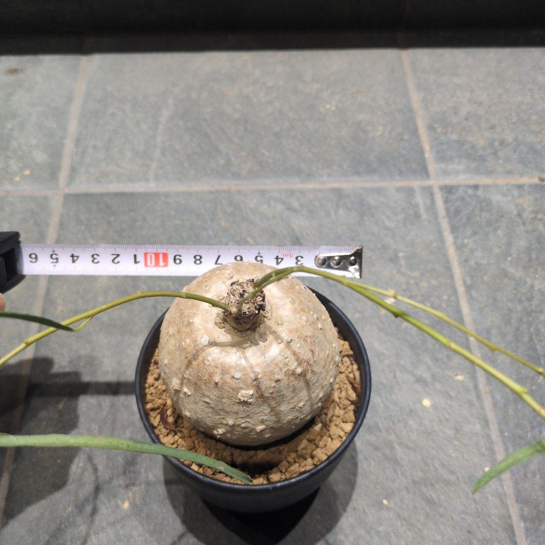 保*)様 イポメア ボルシアーナ 　​コーデックス 　塊根植物　珍奇植物　ビザー