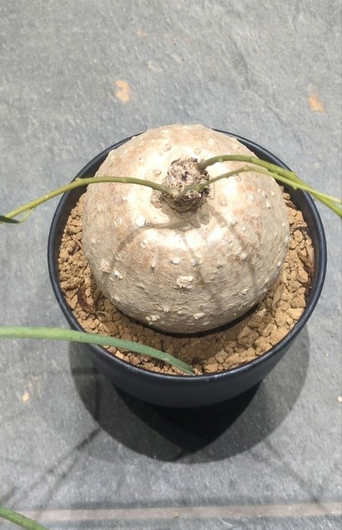 保*)様 イポメア ボルシアーナ 　​コーデックス 　塊根植物　珍奇植物　ビザー