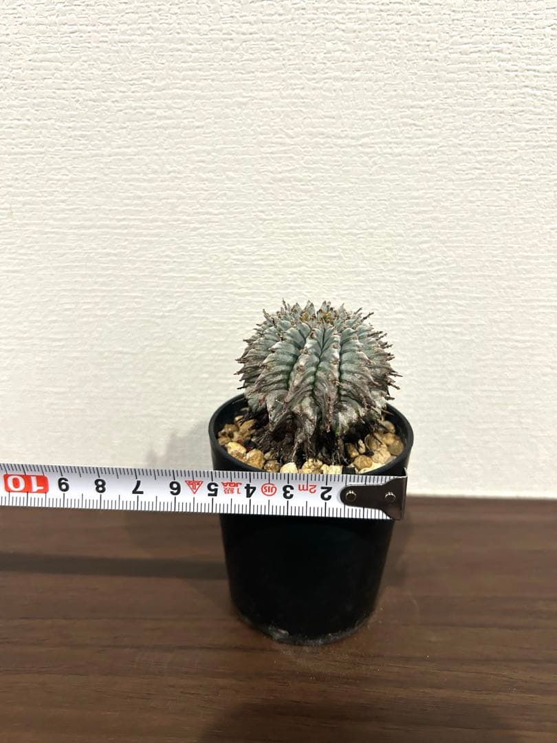 ユーフォルビア　ホリダ　ゼブラ　①