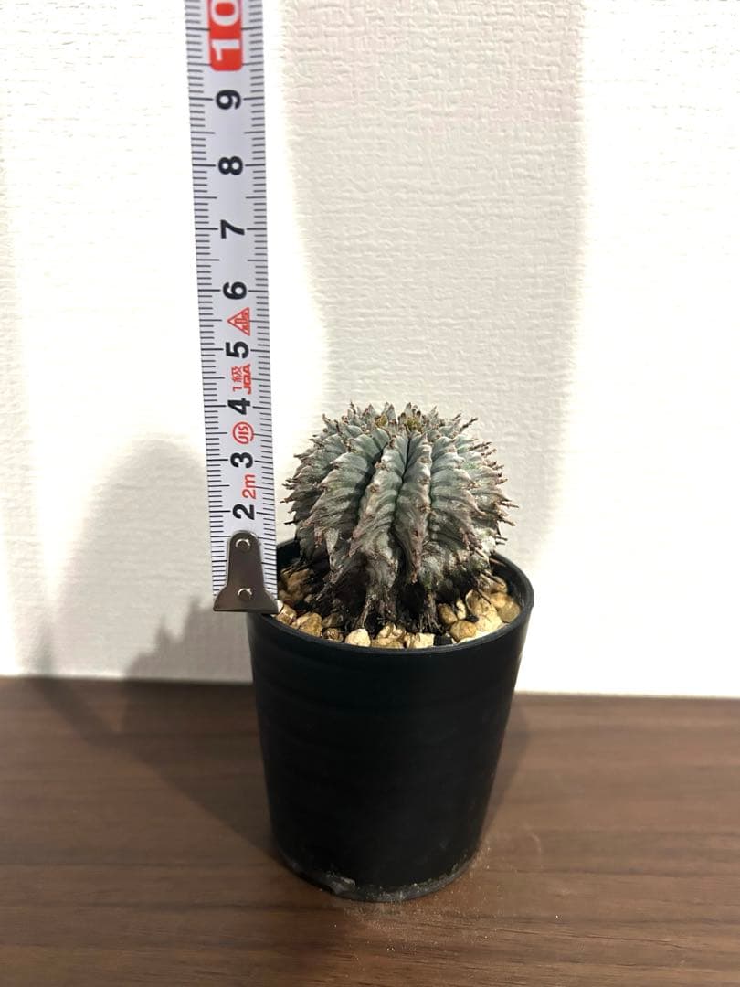 ユーフォルビア　ホリダ　ゼブラ　①