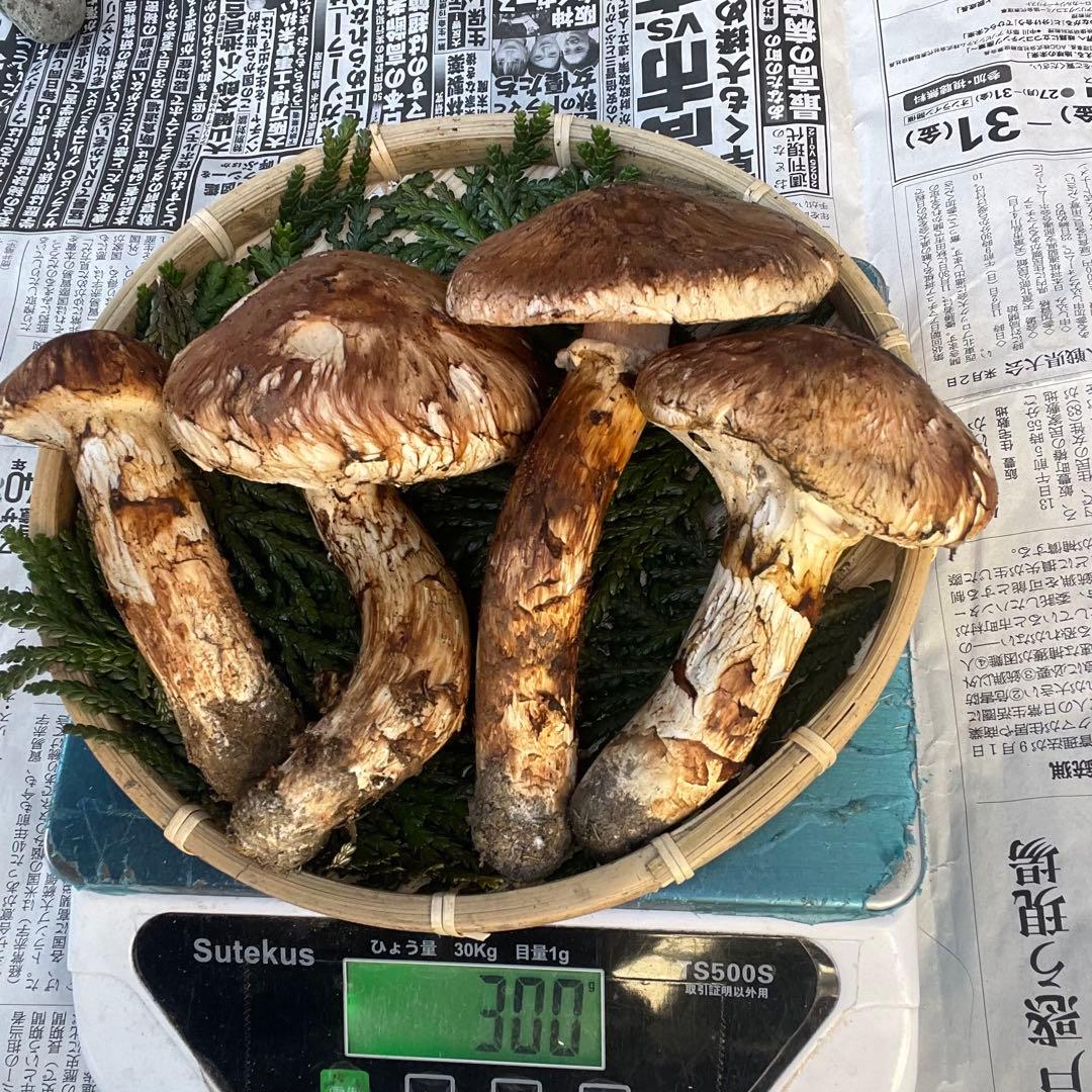 天然きのこ 松茸 国産 マツタケ まつたけ 大自然の凛さん採取その145