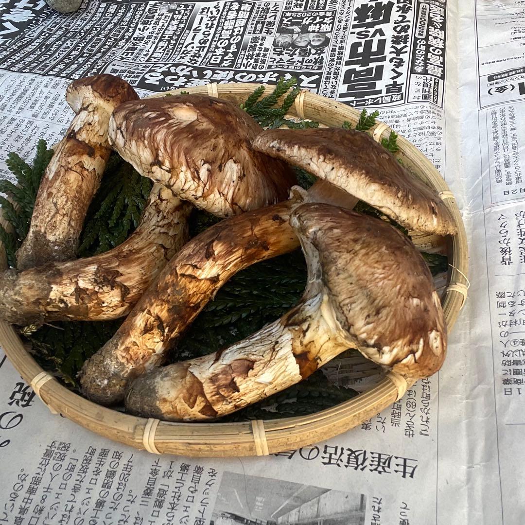 天然きのこ 松茸 国産 マツタケ まつたけ 大自然の凛さん採取その145