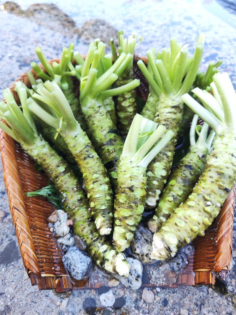 【専用】安曇野産 生わさび 1.5