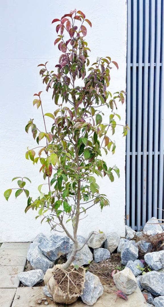 幹太。逸品常緑ヤマボウシ ホンコンエンシス1.9M(鉢底から)品番D