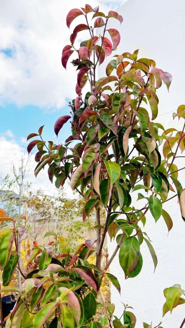 幹太。逸品常緑ヤマボウシ ホンコンエンシス1.9M(鉢底から)品番D