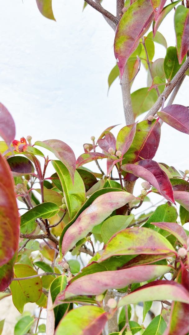 幹太。逸品常緑ヤマボウシ ホンコンエンシス1.9M(鉢底から)品番D