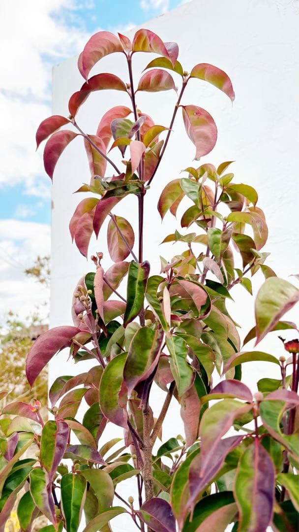 幹太。逸品常緑ヤマボウシ ホンコンエンシス1.9M(鉢底から)品番D