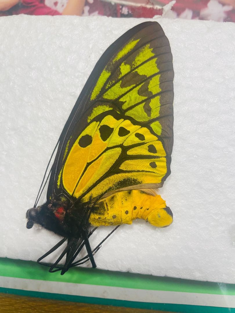 アカメガネトリバネアゲハ　ペア　ハルマヘラ産