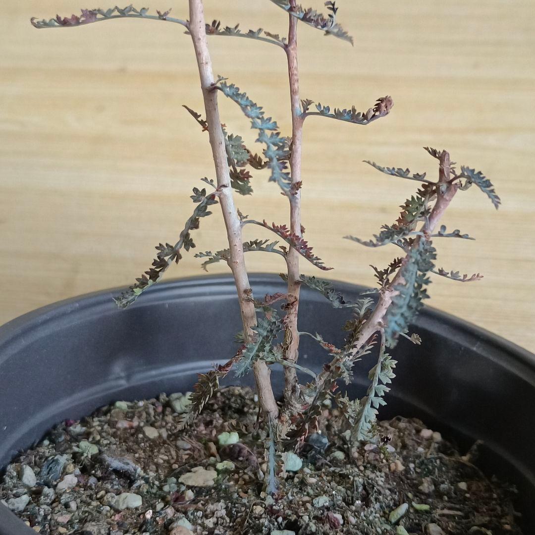 F756 ボスウェリア アスプレニフォリア 実生株 希少株【簡単に葉が落ちる】