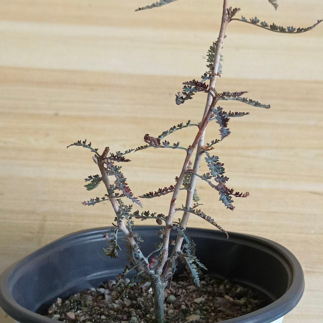 F756 ボスウェリア アスプレニフォリア 実生株 希少株【簡単に葉が落ちる】