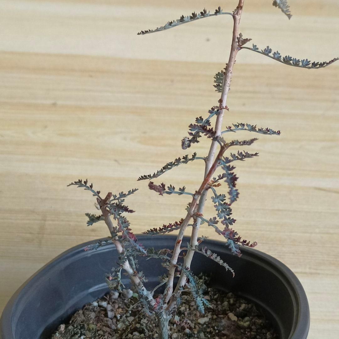 F756 ボスウェリア アスプレニフォリア 実生株 希少株【簡単に葉が落ちる】