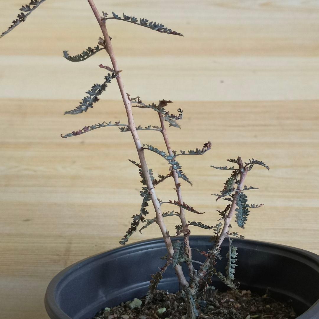 F756 ボスウェリア アスプレニフォリア 実生株 希少株【簡単に葉が落ちる】