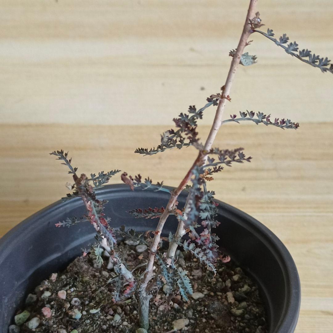 F756 ボスウェリア アスプレニフォリア 実生株 希少株【簡単に葉が落ちる】