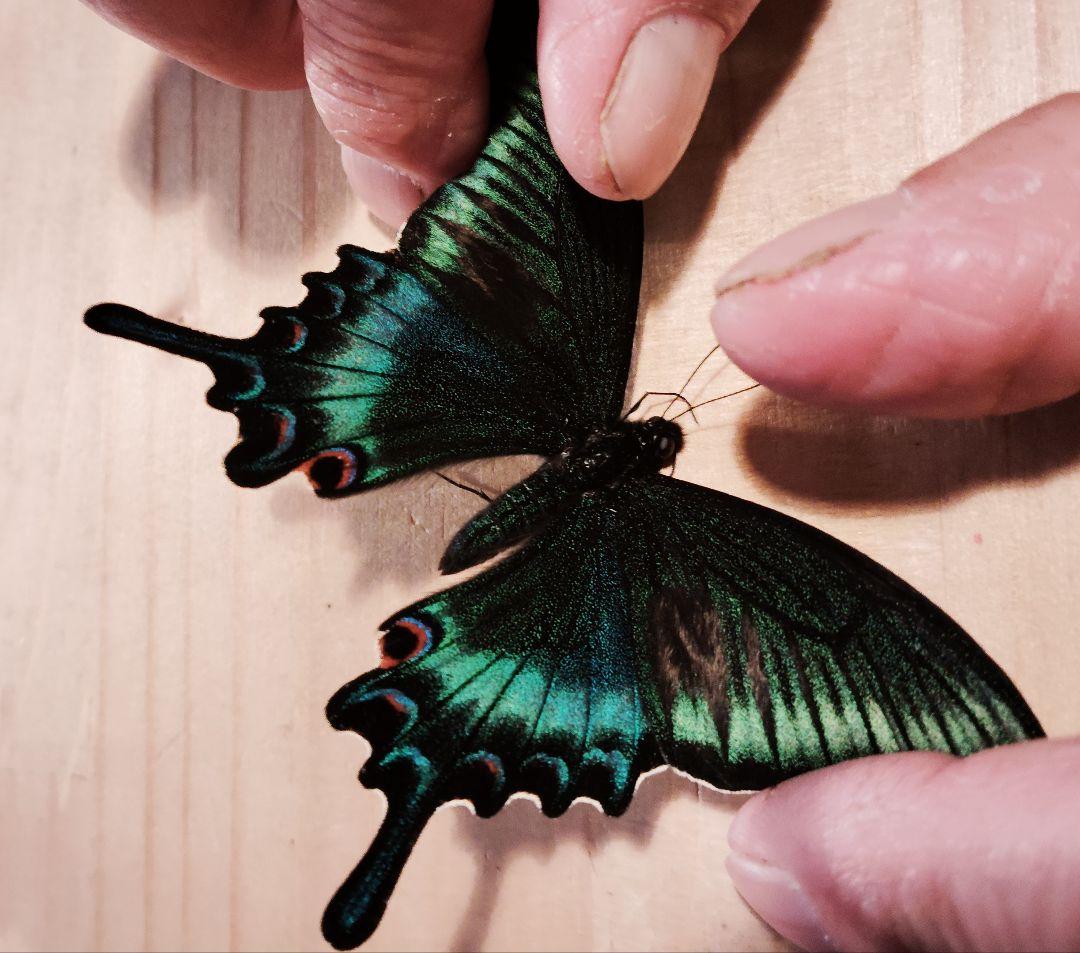 北海道産みやまからす揚羽　春型　未展翅　オス300頭