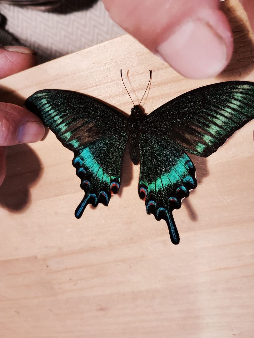 北海道産みやまからす揚羽　春型　未展翅　オス300頭