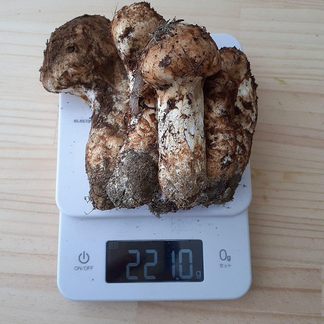 10/13 11時収穫 長野県産 松茸 国産 松茸 221g
