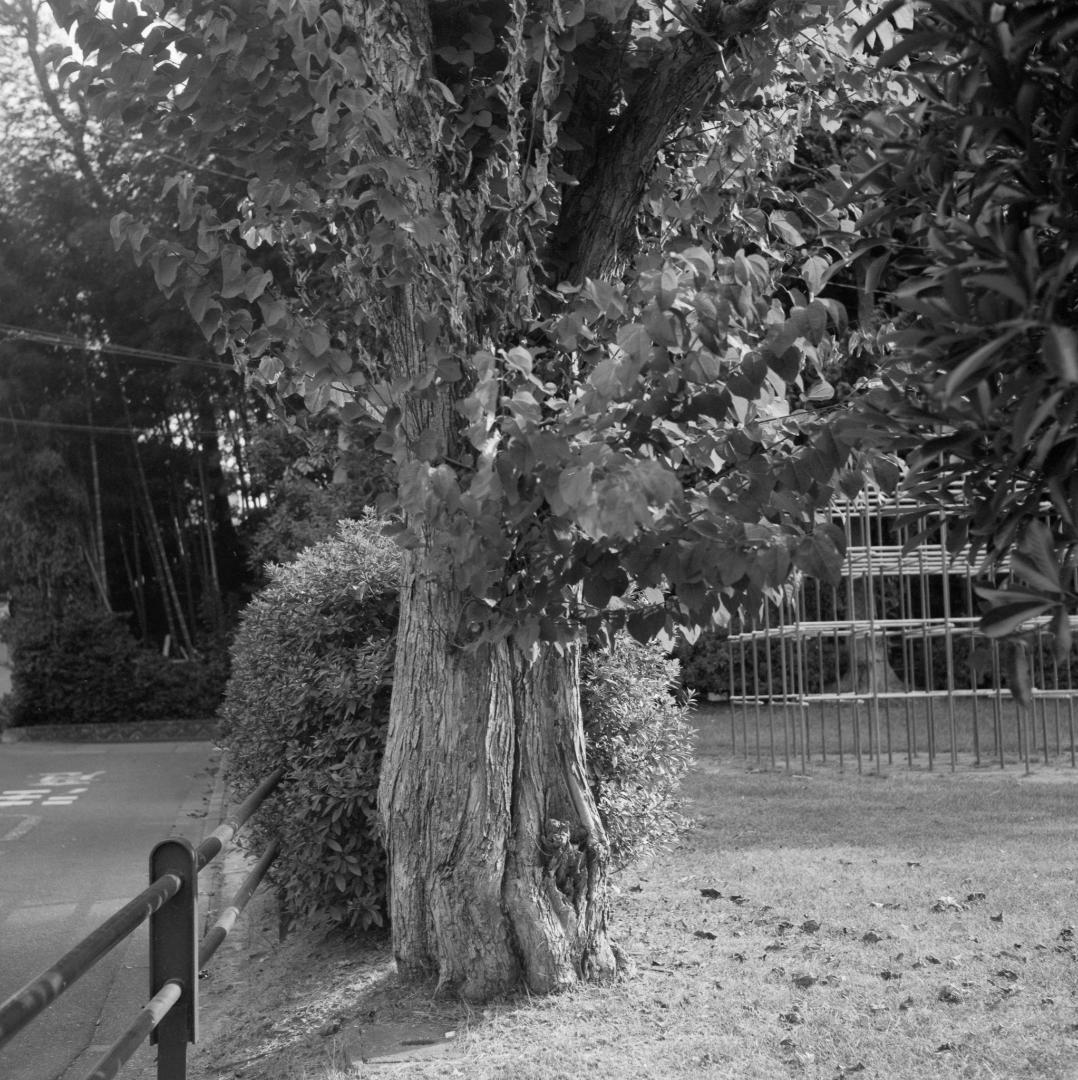 ＜作例あり＞Mamiya-6 ⅣB zuiko 蛇腹 カメラ