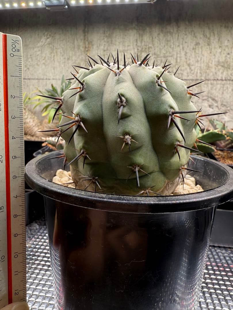 週末限定価格！黒王丸　白肌　厳選　コレクション　多陵　シネレア　特大