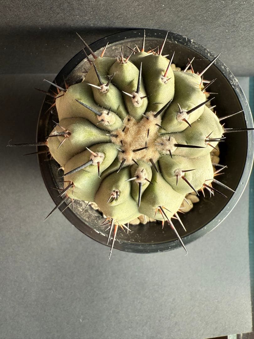 週末限定価格！黒王丸　白肌　厳選　コレクション　多陵　シネレア　特大